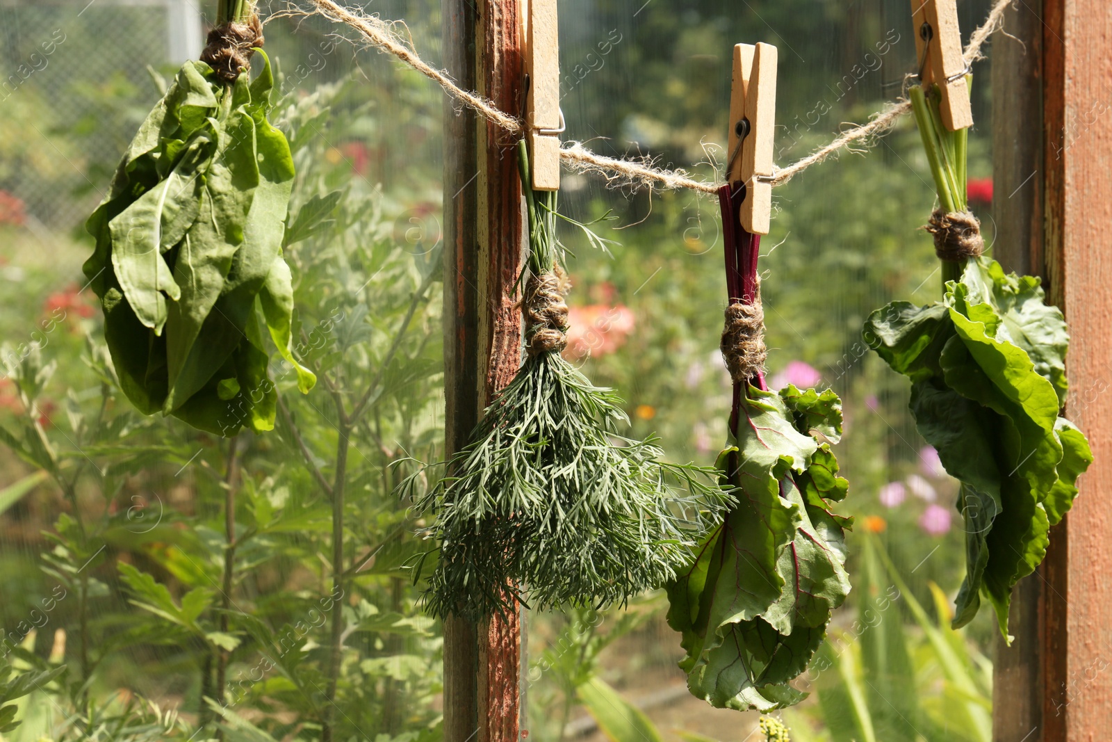 Photo of Bunches of fresh green herbs hanging on twine near window indoors