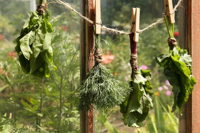 Photo of Bunchesfresh green herbs hanging on twine near window indoors
