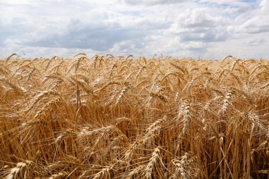 Photo of Ripe wheat spikes in agricultural field on sunny day