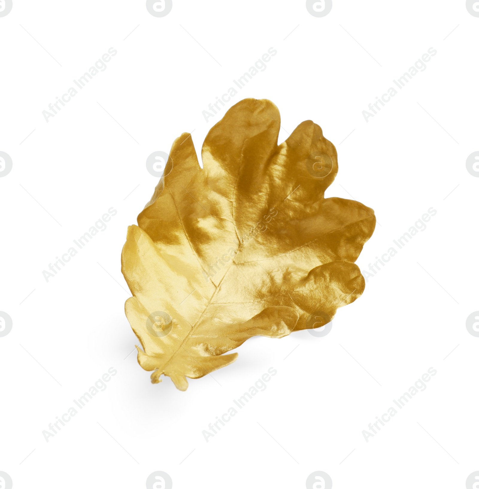 Photo of One golden oak leaf isolated on white. Autumn season