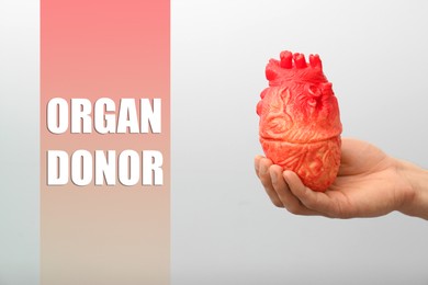 Image of Organ donor. Man holding model of heart on light background, closeup