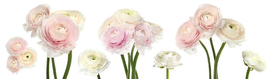 Image of Set with beautiful spring ranunculus flowers on white background. Banner design