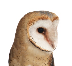 Beautiful common barn owl on white background, closeup