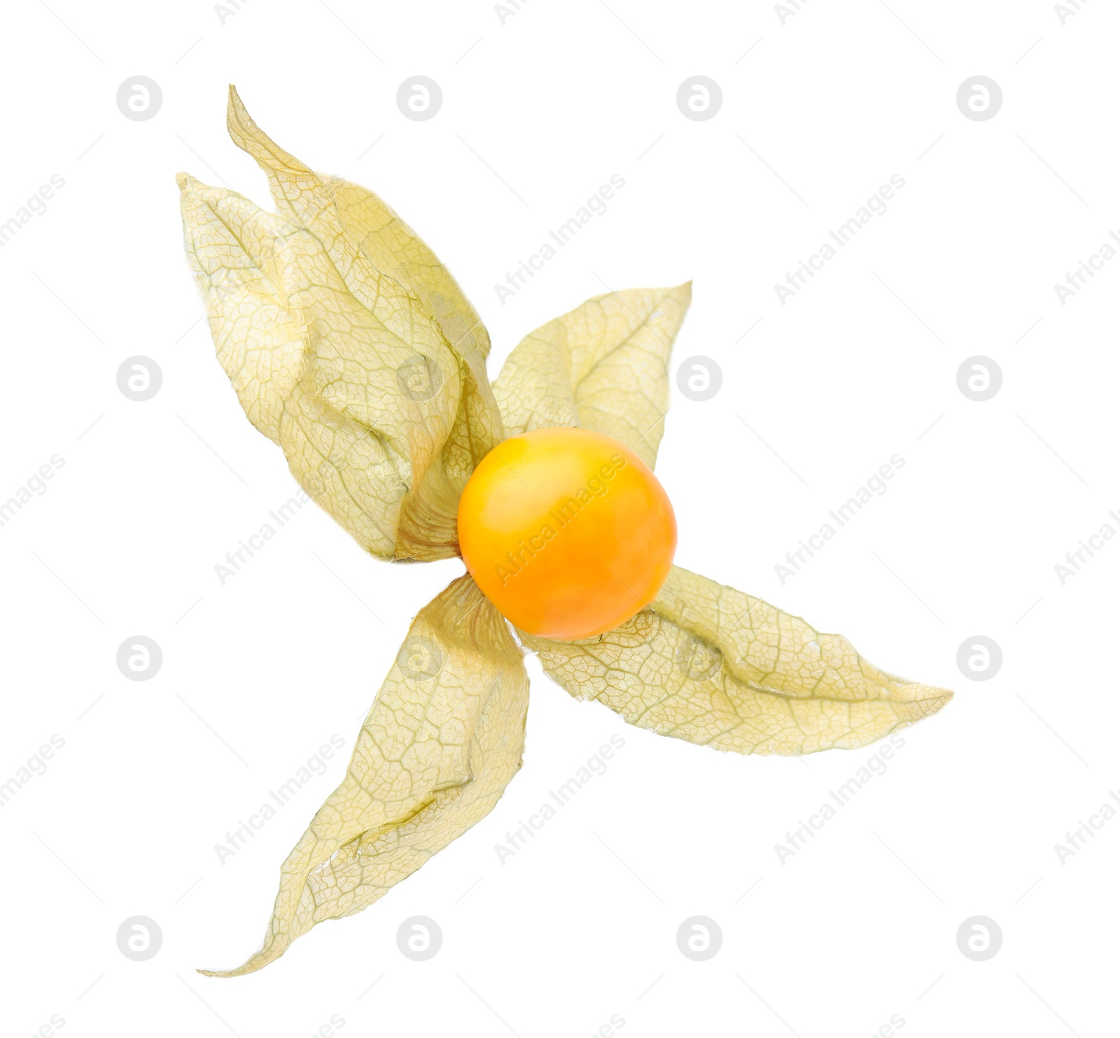 Photo of Ripe physalis fruit with calyx isolated on white