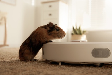 Modern robotic vacuum cleaner and guinea pig on floor at home