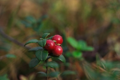 Photo of Tasty ripe lingonberries growing on sprig outdoors