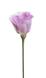 Beautiful fresh Eustoma flower on white background