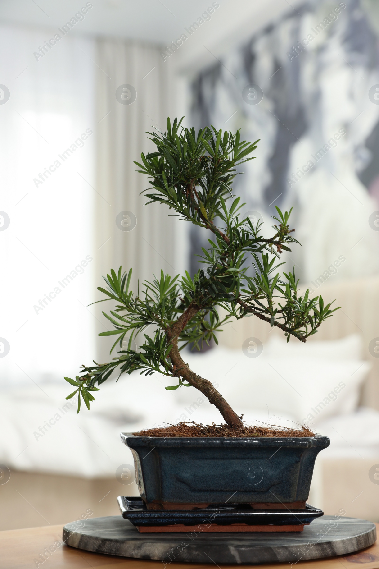 Photo of Japanese bonsai plant on table in bedroom. Creating zen atmosphere at home