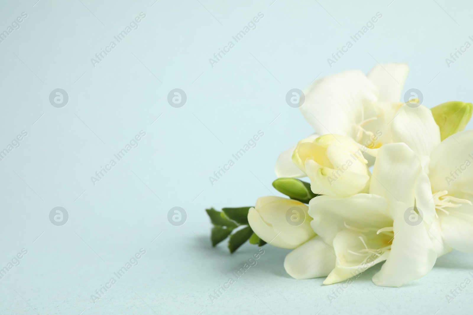 Photo of Beautiful freesia flowers on light blue background. Space for text