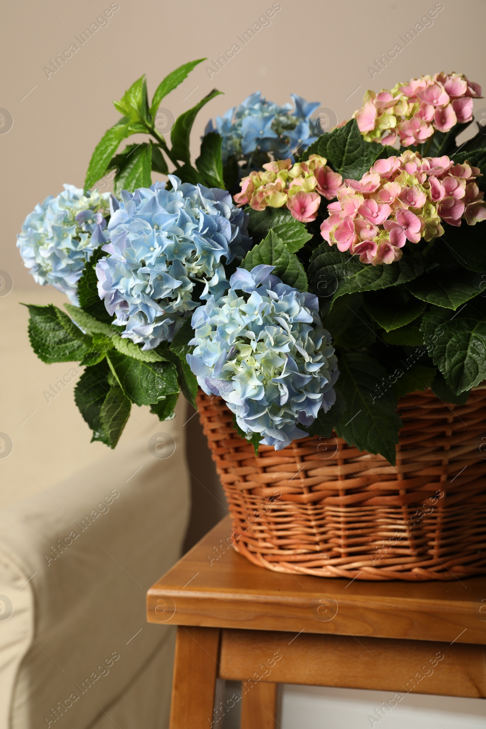 Photo of Beautiful hortensia flowers in basket on wooden table indoors