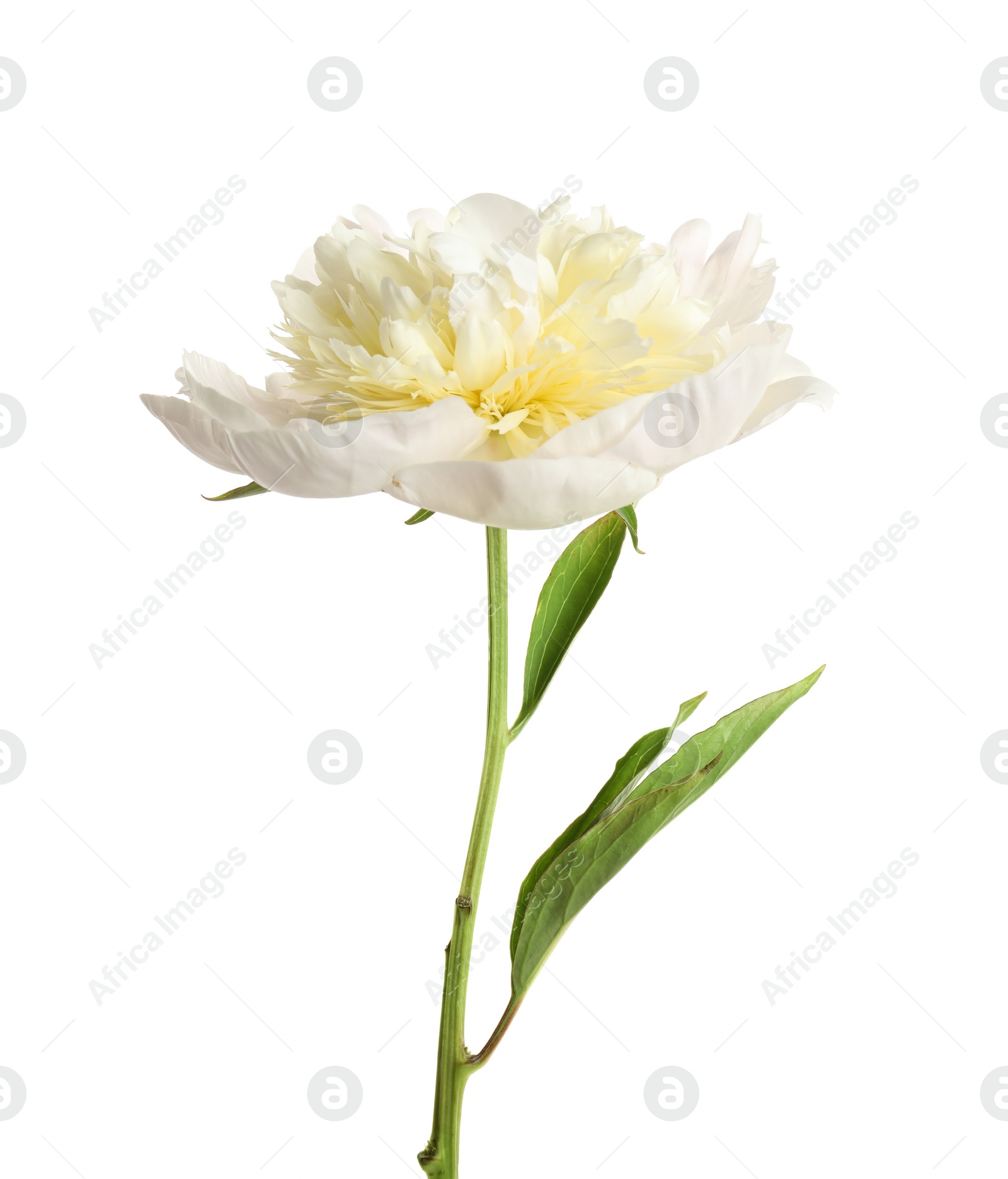 Photo of Beautiful fresh peony flower with leaves on white background