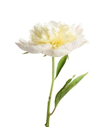 Beautiful fresh peony flower with leaves on white background