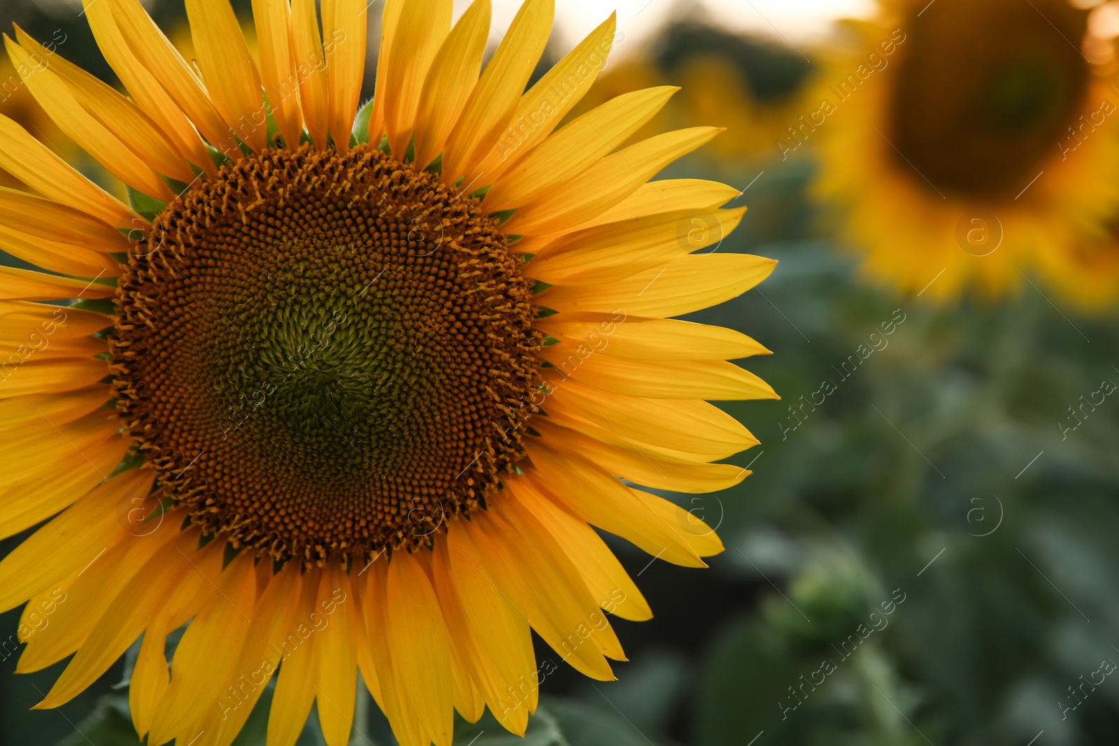 Photo of Beautiful sunflower growing in field, closeup view