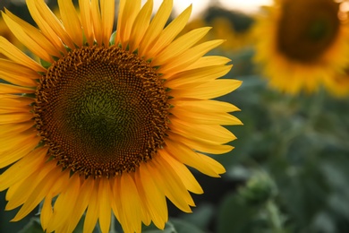 Photo of Beautiful sunflower growing in field, closeup view