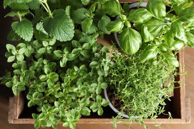 Different aromatic potted herbs in wooden crate on table, top view