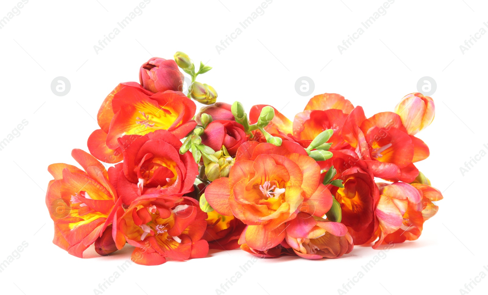 Photo of Beautiful spring freesia flowers isolated on white