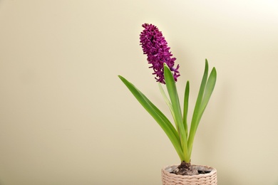 Photo of Beautiful spring hyacinth flower on color background. Space for text