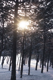 Photo of Picturesque view of snowy pine forest in winter morning