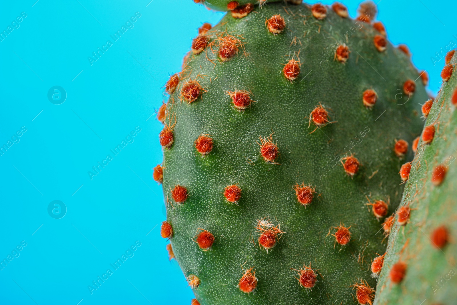 Photo of Beautiful green Opuntia cactus on light blue background, closeup. Space for text