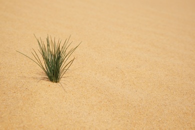 Photo of Green grass growing in sandy desert on sunny day. Space for text