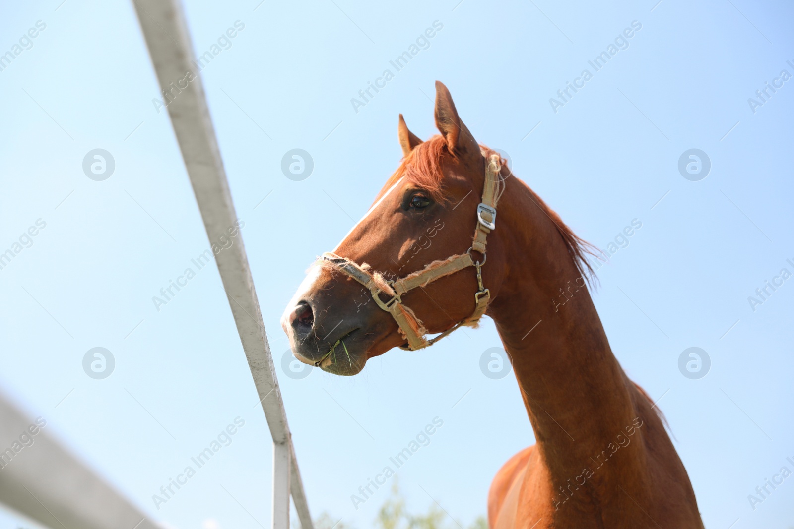 Photo of Chestnut horse in paddock on sunny day. Beautiful pet