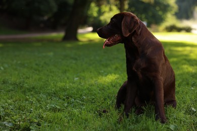 Photo of Adorable Labrador Retriever dog sitting on green grass in park, space for text