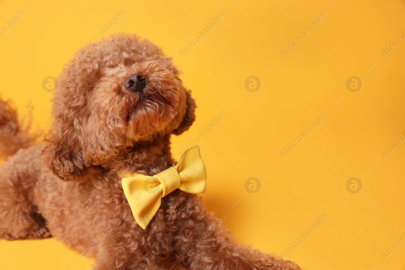 Photo of Cute Maltipoo dog with yellow bow tie on neck against orange background. Space for text