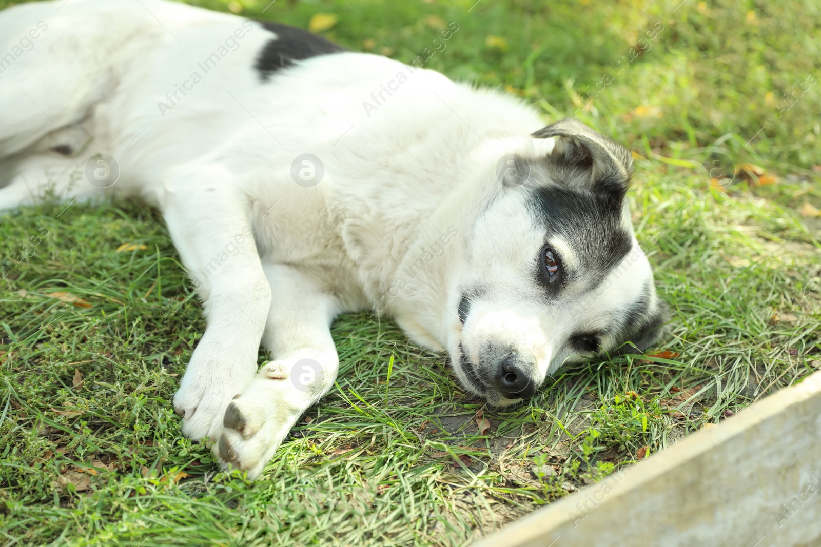 Photo of Adorable dog lying on green grass outdoors