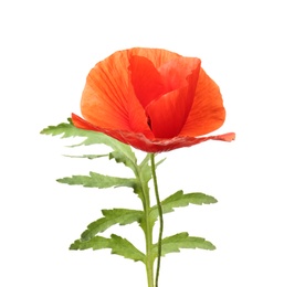Photo of Beautiful bright poppy flower on white background