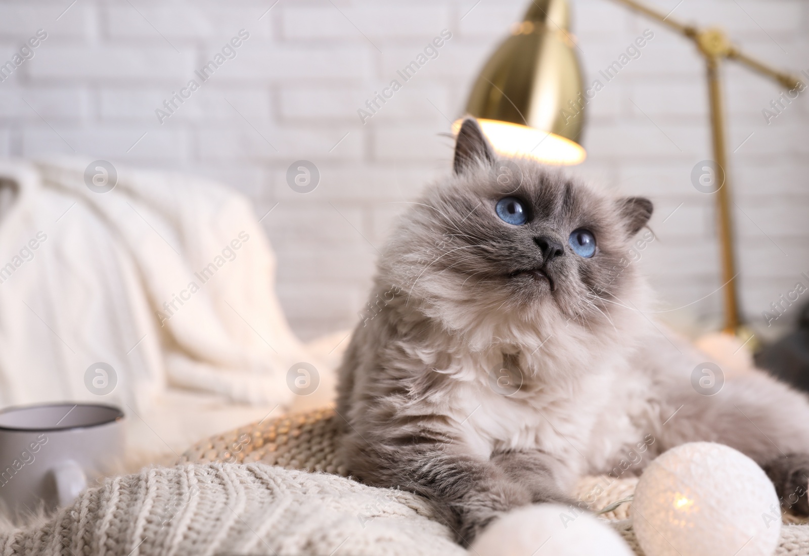 Photo of Beautiful Birman cat at home. Cute pet