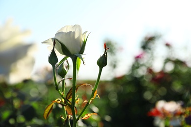 Photo of Beautiful rose in blooming garden on sunny day