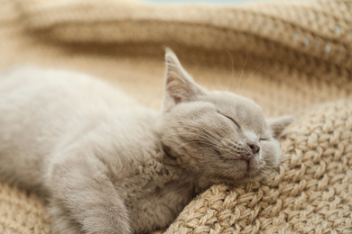 Photo of Scottish straight baby cat sleeping on beige rug, closeup