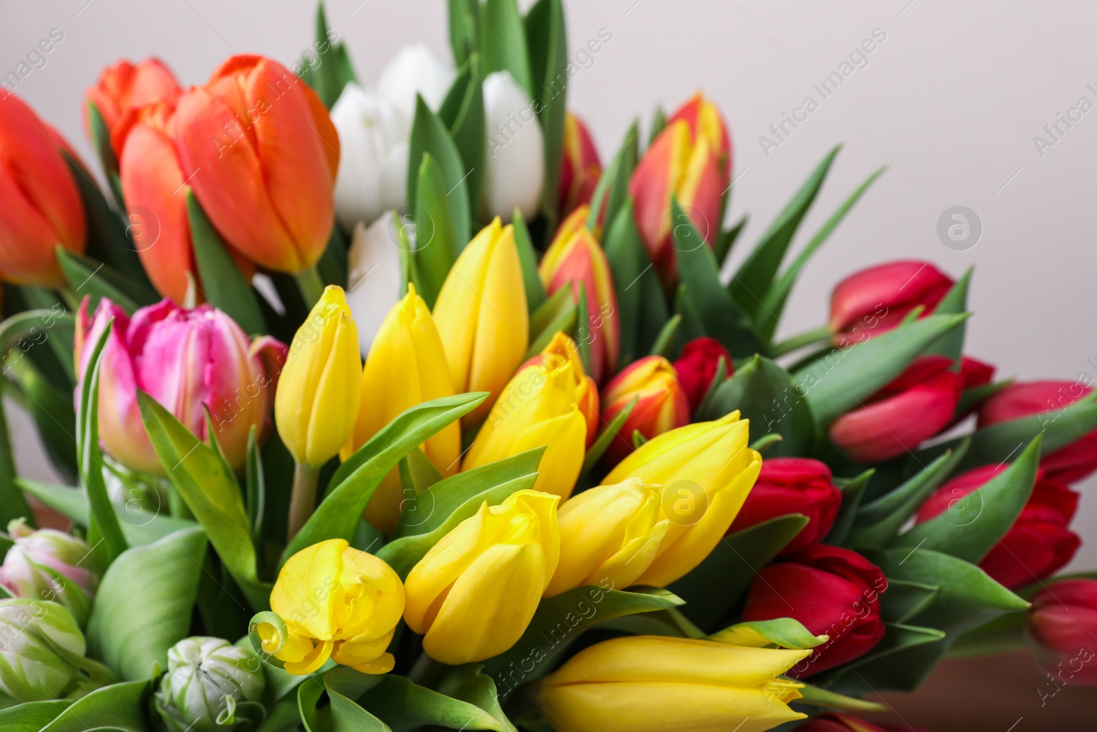 Photo of Beautiful colorful tulip flowers on grey background, closeup