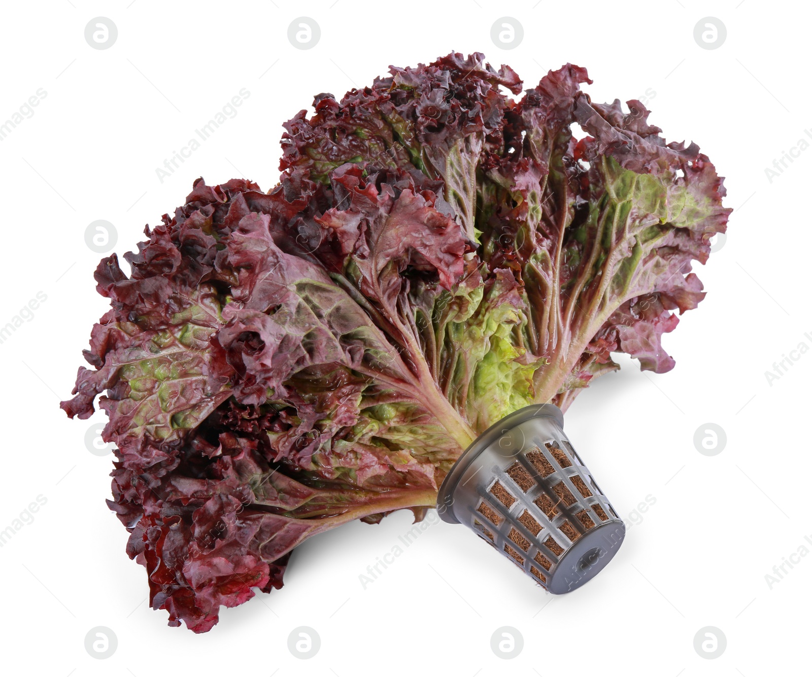 Photo of Head of fresh red coral lettuce in plastic container isolated on white, above view