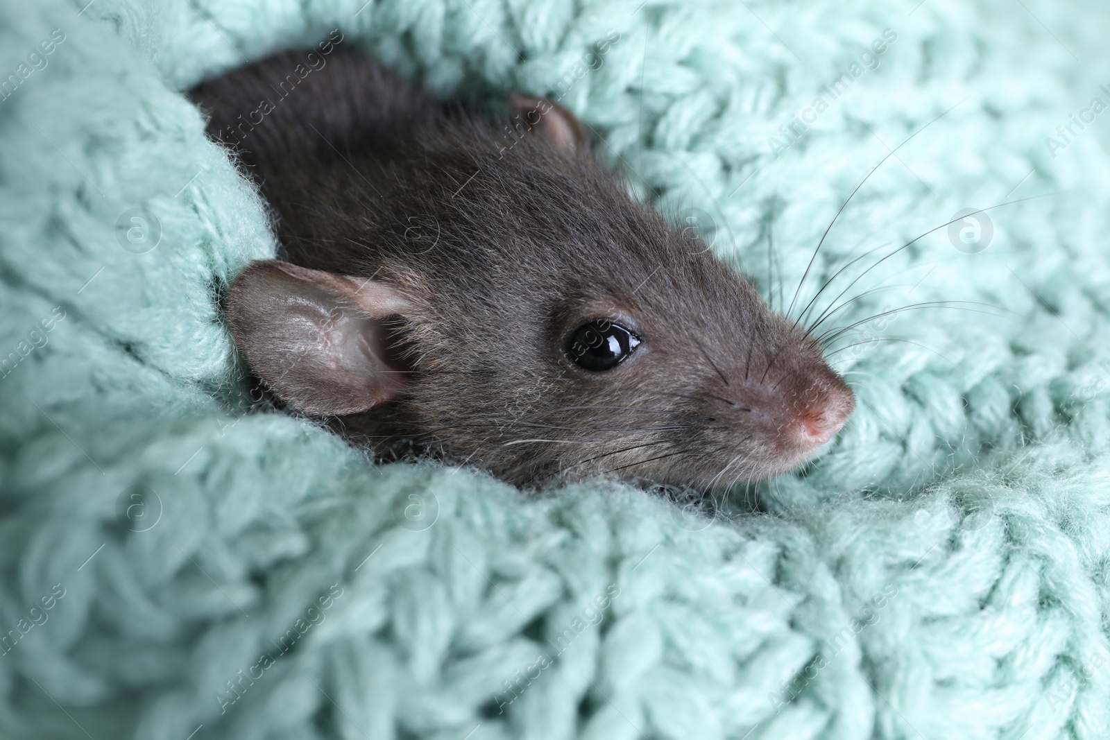 Photo of Cute small rat wrapped in light blue knitted plaid, closeup