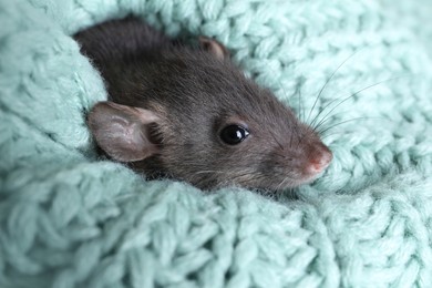 Photo of Cute small rat wrapped in light blue knitted plaid, closeup