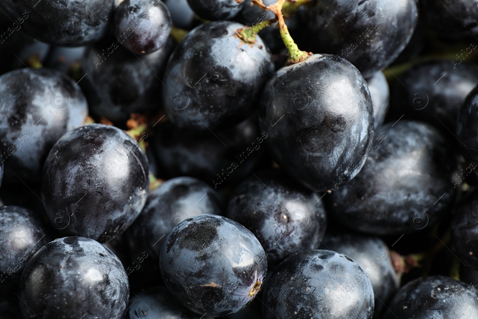 Photo of Fresh ripe juicy black grapes as background, closeup view