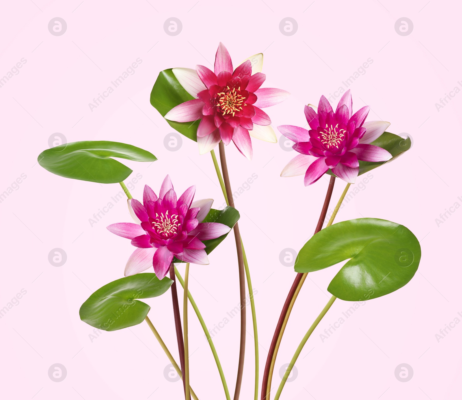 Image of Beautiful lotus flowers with long stems on pink background