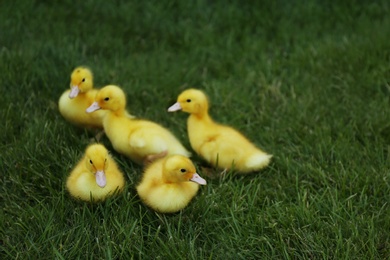 Photo of Cute fluffy goslings on green grass outdoors. Farm animals