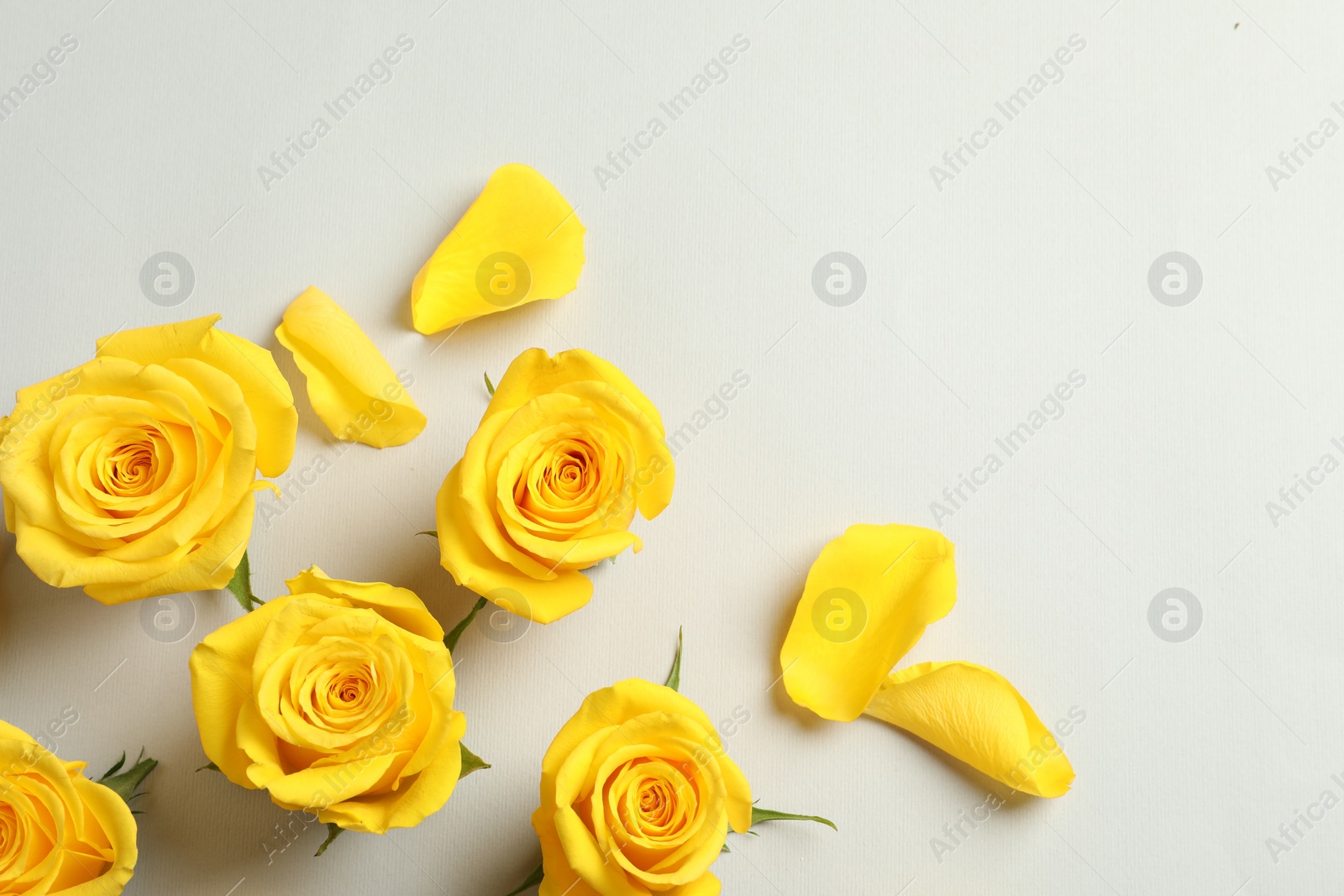Photo of Beautiful yellow roses on light grey background, flat lay. Space for text