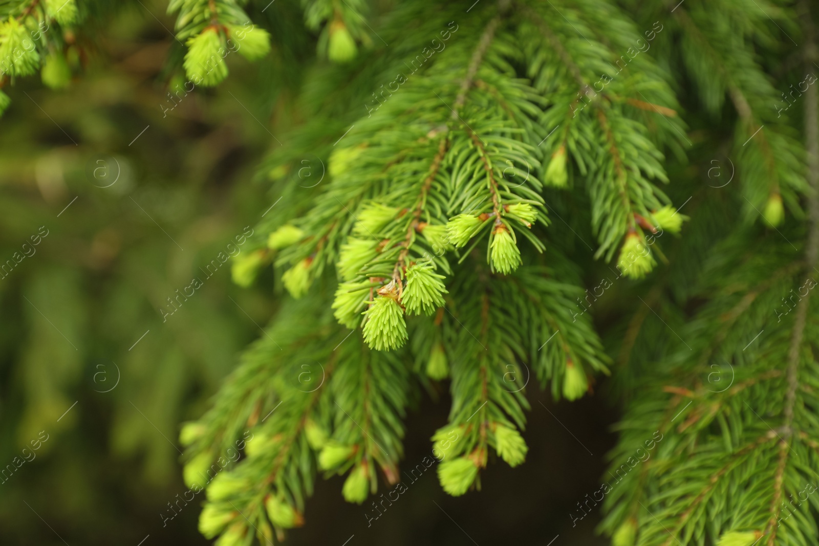 Photo of Green branches of beautiful conifer tree outdoors, closeup