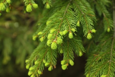 Green branches of beautiful conifer tree outdoors, closeup