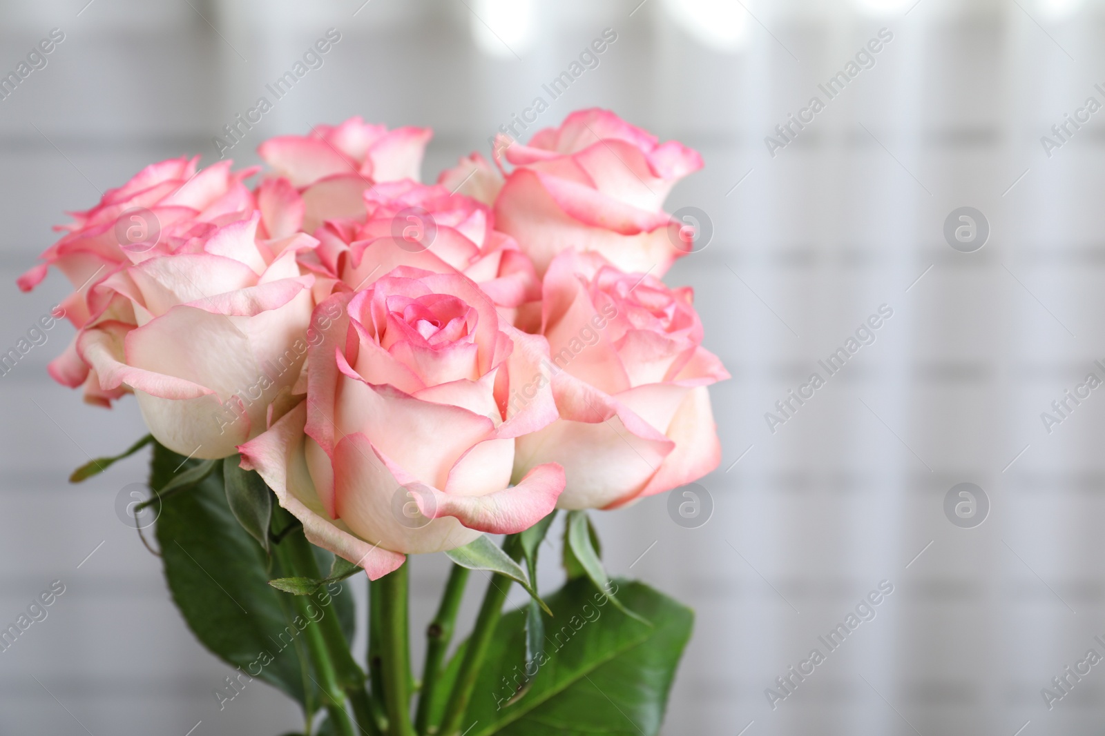 Photo of Beautiful pink roses in room, closeup. Space for text