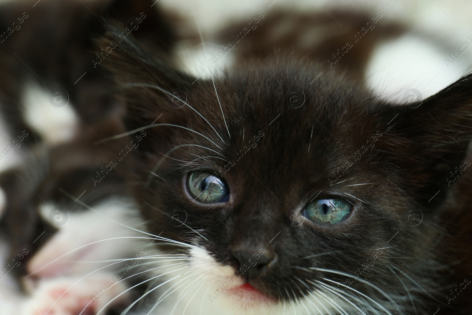 Photo of Cute fluffy baby kitten on blurred background, closeup