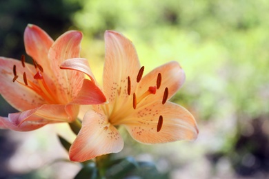 Photo of Beautiful blooming lily flowers in garden, closeup