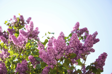 Photo of Closeup view of beautiful blossoming lilac shrub outdoors