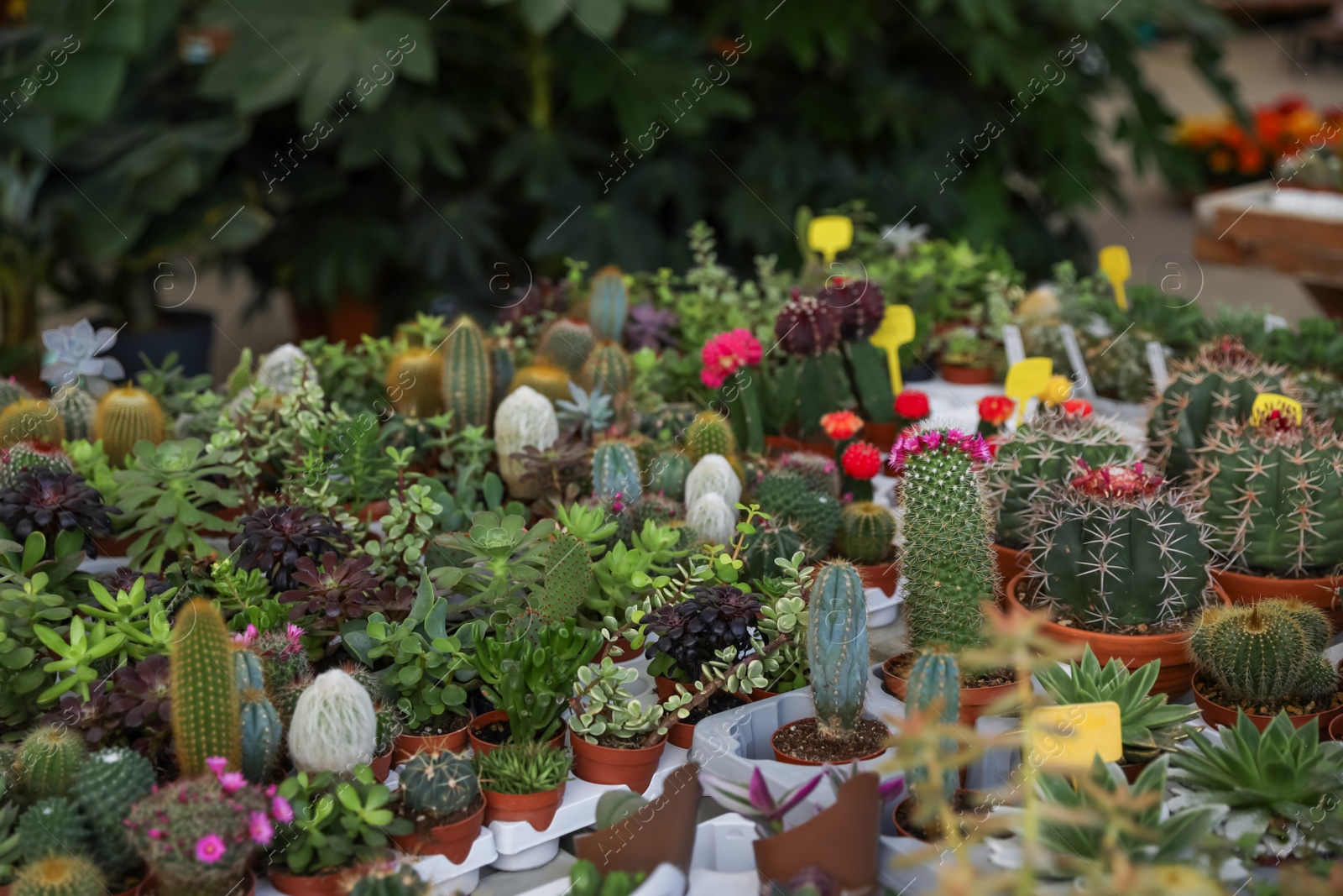 Photo of Many different cacti and succulent plants on table in garden center
