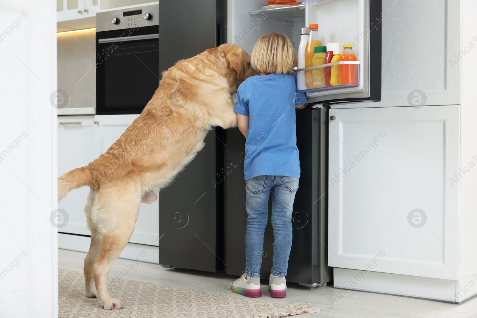 Photo of Little boy and cute Labrador Retriever seeking for food in kitchen refrigerator, back view