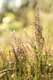 Beautiful meadow plants on sunny day, closeup