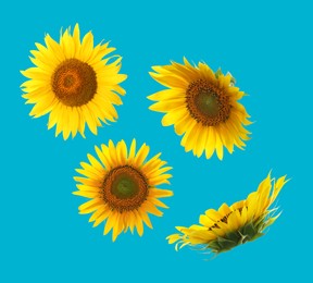 Image of Bright sunflowers in air on light blue background